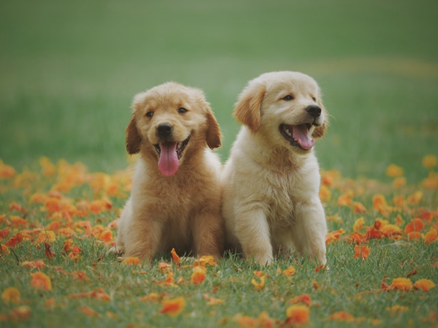 Sådan finder du din hundeforsikring online billigst - 3 simple tips